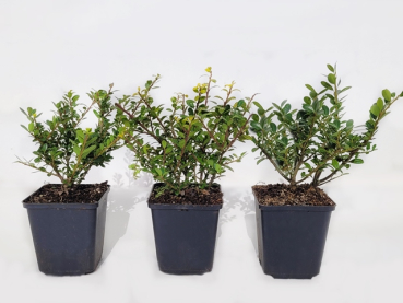 Ilex crenata "Glorie Gem" - (Berg-Ilex "Glorie Gem"),               Topf                  10-15 cm